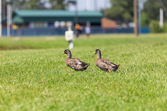 donald and daffy_2