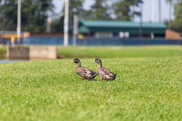 donald and daffy_4