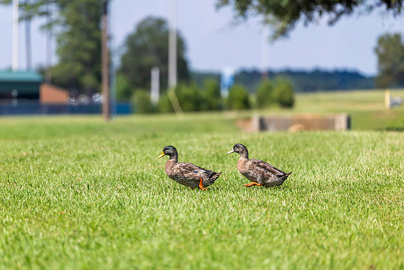donald and daffy_1