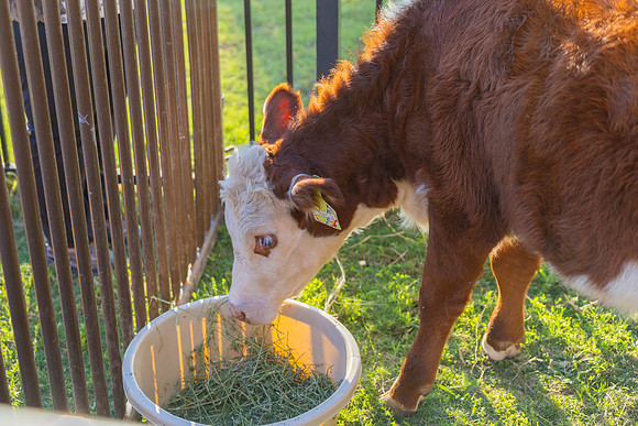 Boo in the Barnyard_25