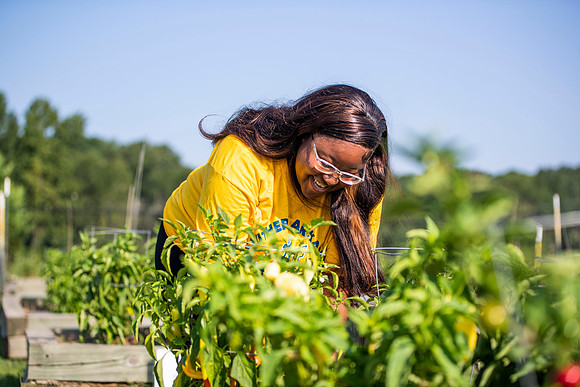 CommunityGarden_4