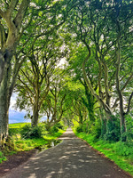 Dark Hedges #1