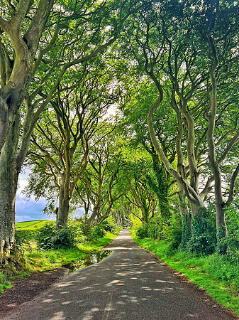 Dark Hedges #1