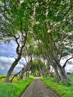 Dark Hedges #2