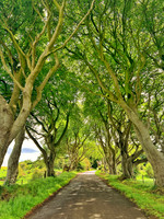 Dark Hedges #3