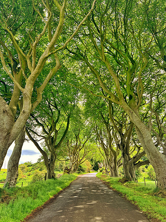 Dark Hedges #3