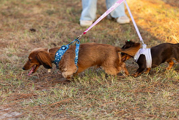 GreekFest_10
