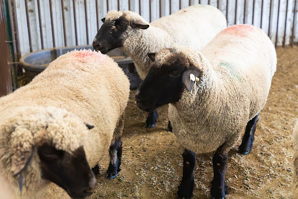 AnimalProduction_113