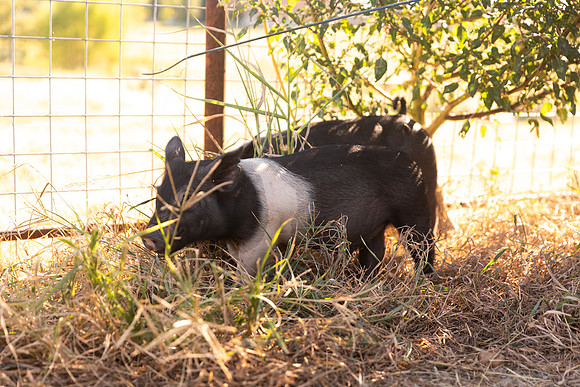 AnimalProduction_55