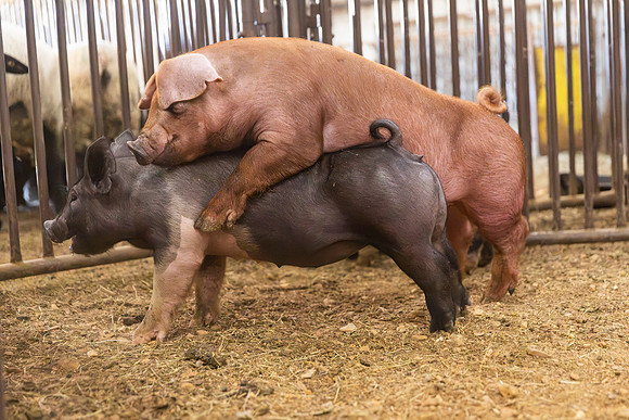 AnimalProduction_107