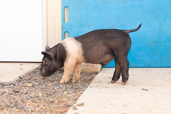 AnimalProduction_51
