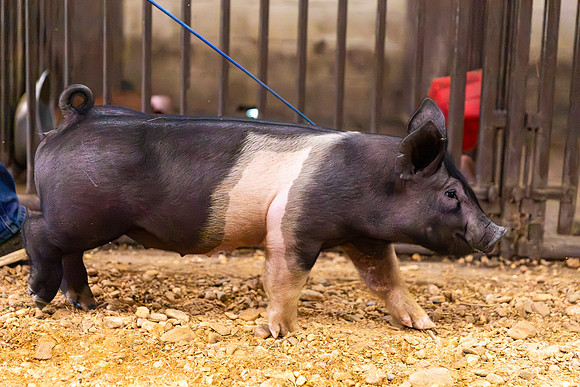 AnimalProduction_77