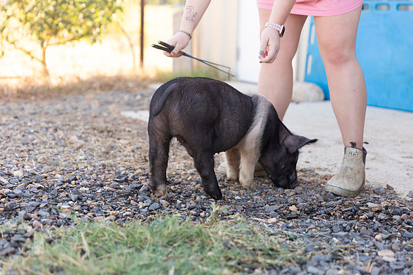 AnimalProduction_27