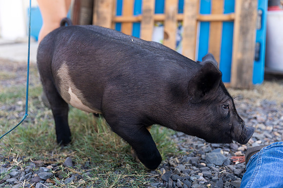 AnimalProduction_37