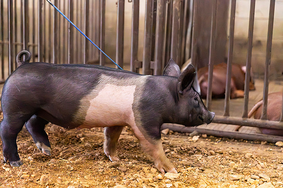 AnimalProduction_74