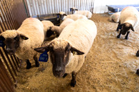 AnimalProduction_7