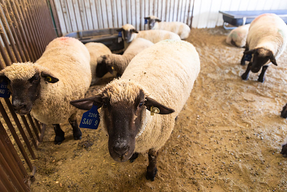 AnimalProduction_7