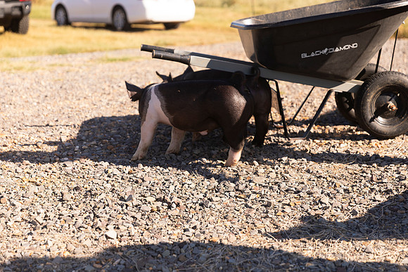 AnimalProduction_48