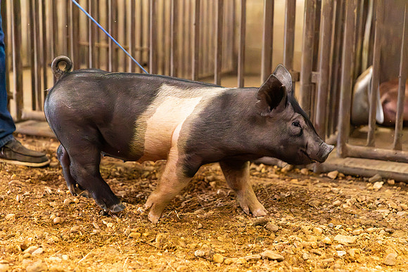 AnimalProduction_73