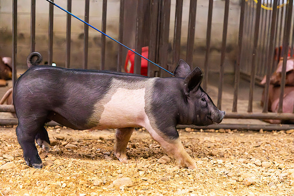 AnimalProduction_78