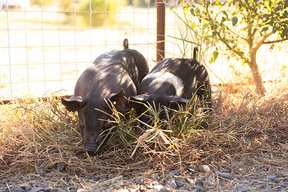 AnimalProduction_62