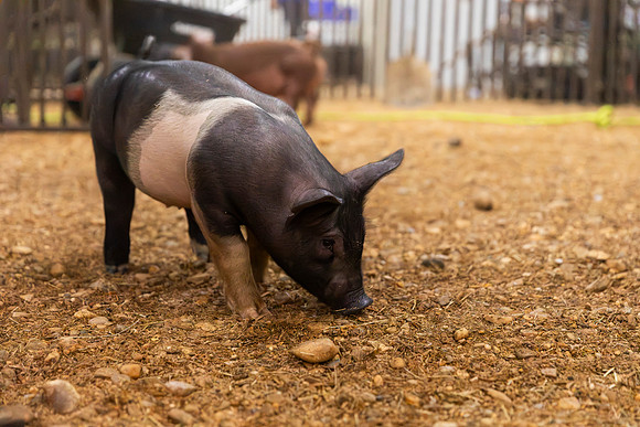 AnimalProduction_105