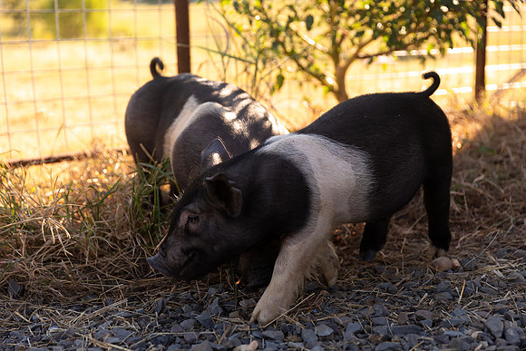 AnimalProduction_67