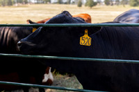 Farm_4