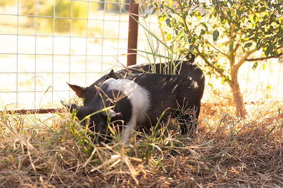 AnimalProduction_56