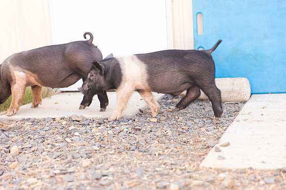 AnimalProduction_53