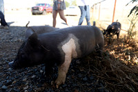 AnimalProduction_17