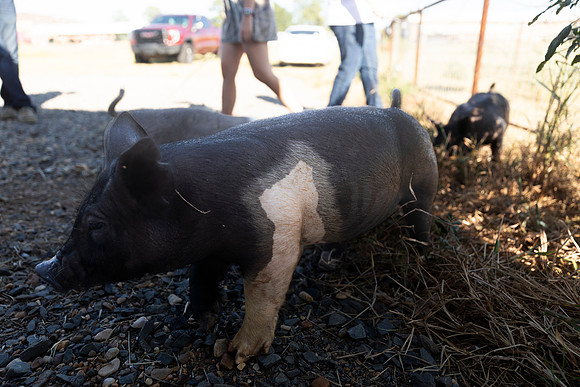 AnimalProduction_17
