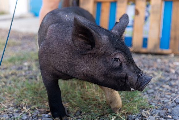 AnimalProduction_36