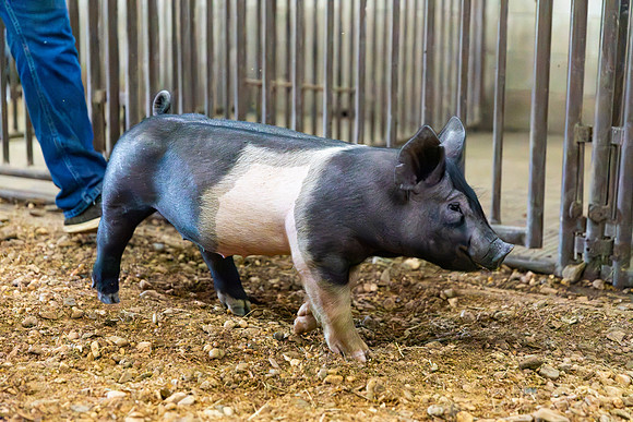 AnimalProduction_72