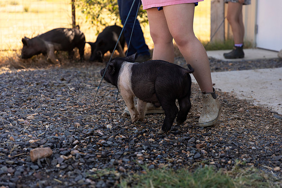 AnimalProduction_26