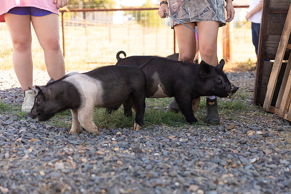 AnimalProduction_41