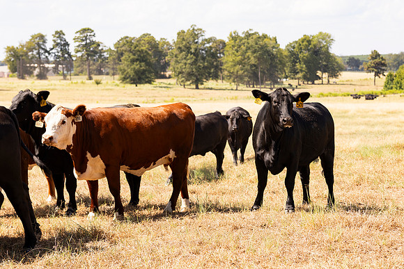 Farm_54
