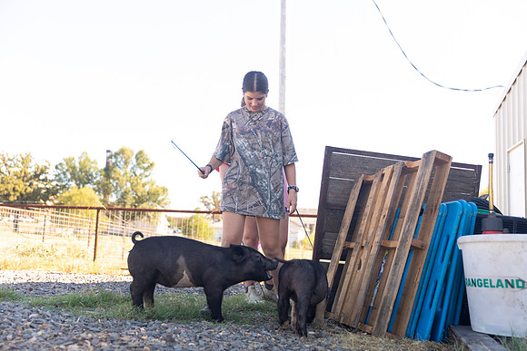 AnimalProduction_42