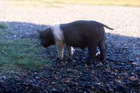 AnimalProduction_10