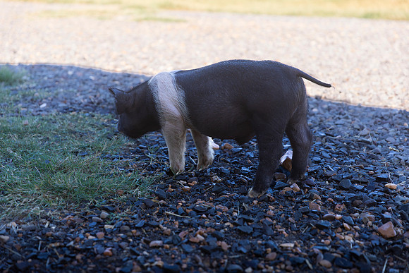 AnimalProduction_10