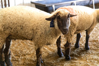 AnimalProduction_1