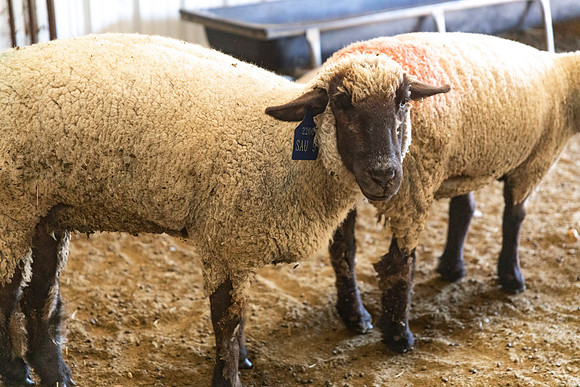 AnimalProduction_1