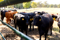 Farm_8