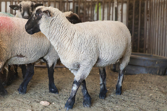 AnimalProduction_99
