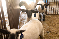 AnimalProduction_5