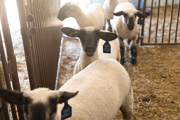 AnimalProduction_5