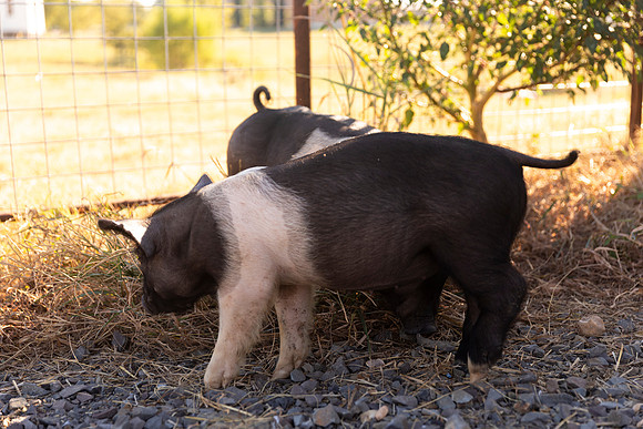 AnimalProduction_71