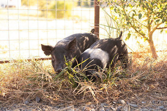 AnimalProduction_59