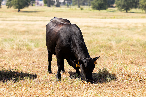 Farm_123