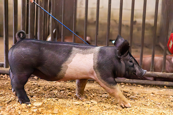 AnimalProduction_76